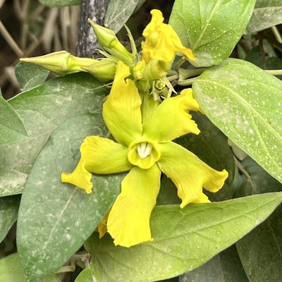 Prestonia mollis, photographed by Sue Carnahan