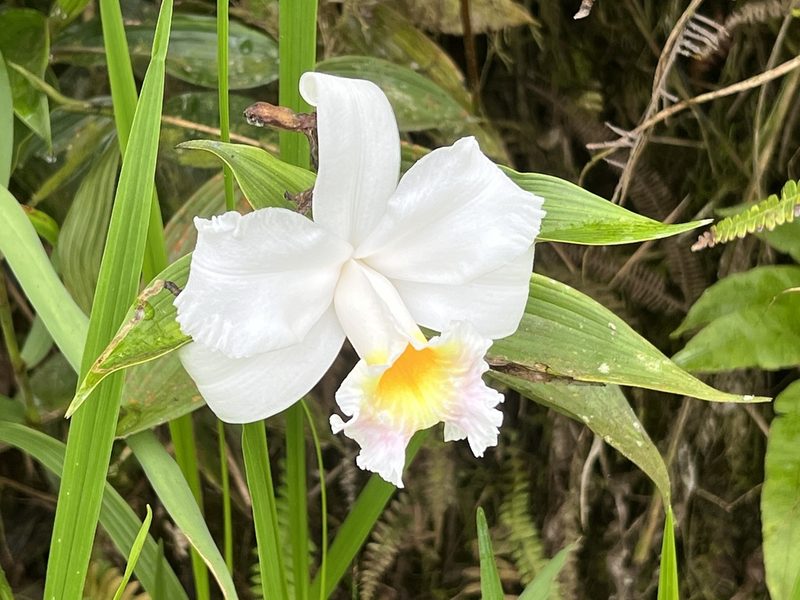 Sobralia virginalis, photographed by Sue Carnahan