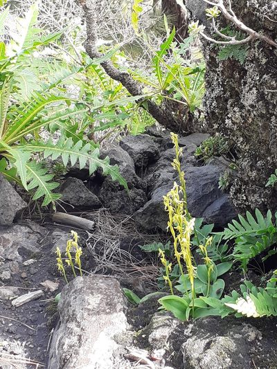Habenaria tridactylites, photographed by Paul Kirkland and Kay Taylor