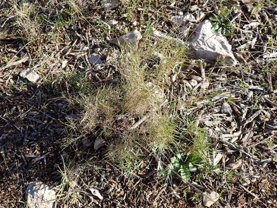 Brachypodium retusum, photographed by David Delon