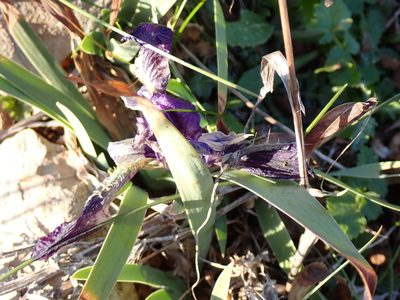 Iris lutescens, photographed by David Delon