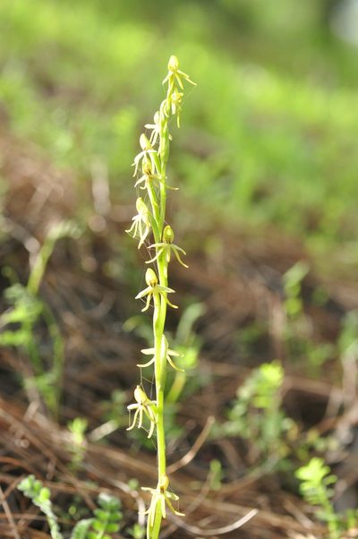 Habenaria tridactylites, photographed by Paul Kirkland and Kay Taylor