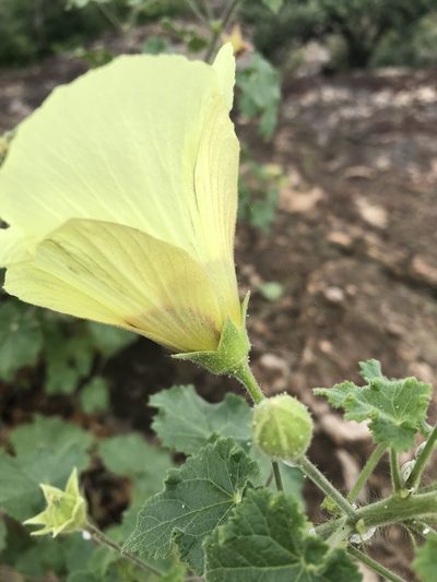 Hibiscus engleri, photographed by rosshawkins
