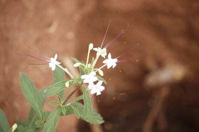 Clerodendrum ternatum, photographed by Kelly Abram