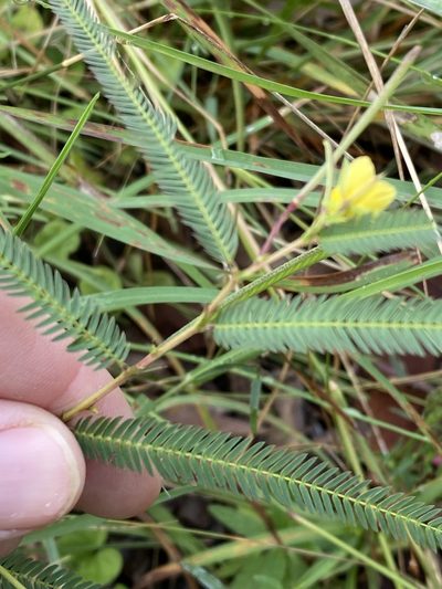 Chamaecrista nomame, photographed by Greg Tasney