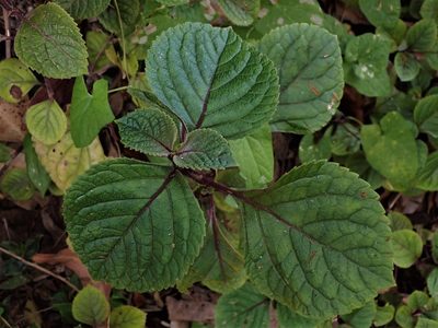 Plectranthus ciliatus, photographed by Saryu Mae 前 朝琉