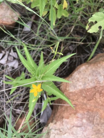 Tricliceras glanduliferum, photographed by rosshawkins