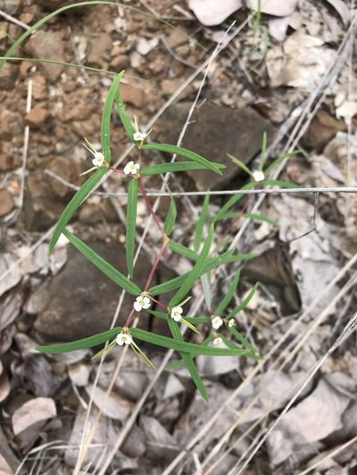 Euphorbia neopolycnemoides, photographed by rosshawkins