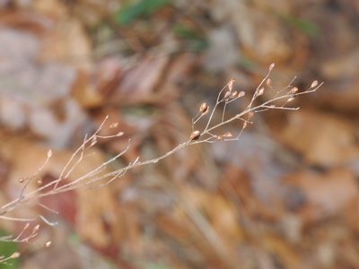Lechea racemulosa, photographed by Michael J. Papay