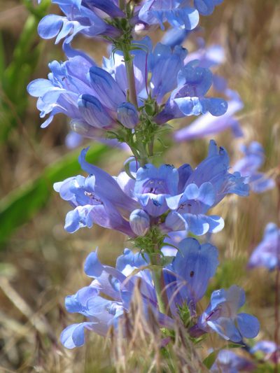 Penstemon payettensis, photographed by Wendy McCrady