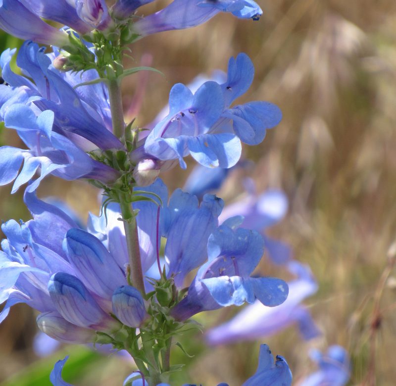 Penstemon payettensis, photographed by Wendy McCrady