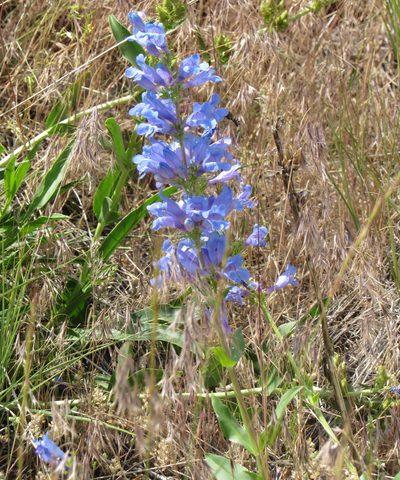 Penstemon payettensis, photographed by Wendy McCrady
