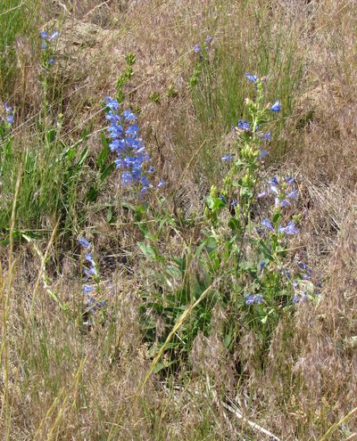 Penstemon payettensis, photographed by Wendy McCrady