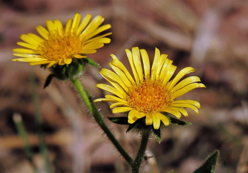 Microliabum polymnioides, photographed by Hugo Hulsberg