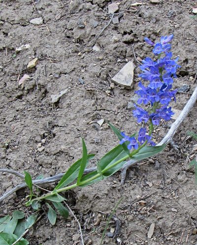 Penstemon cyaneus, photographed by Wendy McCrady