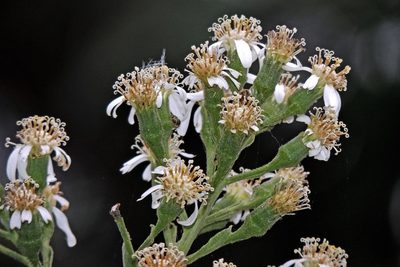 Dendrophorbium peregrinum, photographed by Hugo Hulsberg