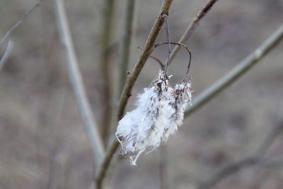Salix pentandra, photographed by Jens Ullenius