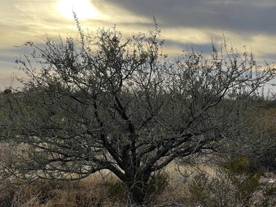 Mimosa aculeaticarpa, photographed by CK2AZ