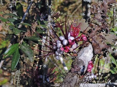 Myrrhinium atropurpureum, photographed by Hugo Hulsberg