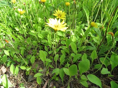 Ixeris stolonifera, photographed by Marco Mussita