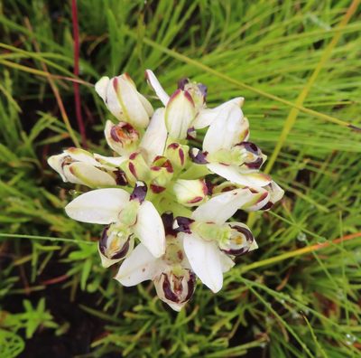 Disa bivalvata, photographed by linkie