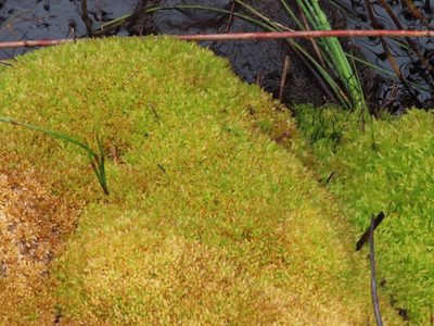 Sphagnum perichaetiale, photographed by linkie