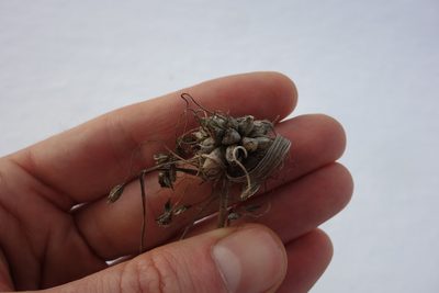 Allium oleraceum, photographed by Aleksei Baushev