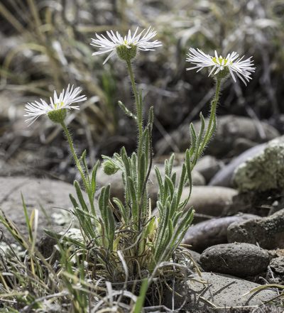 Erigeron concinnus, photographed by Craig Martin