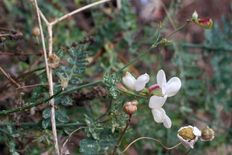 Coronilla viminalis, photographed by Oleg Kosterin