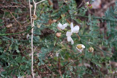 Coronilla viminalis, photographed by Oleg Kosterin