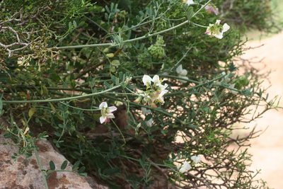 Coronilla viminalis, photographed by Oleg Kosterin