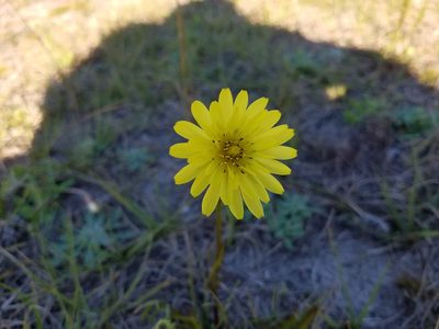 Pyrrhopappus carolinianus, photographed by Leila Dasher
