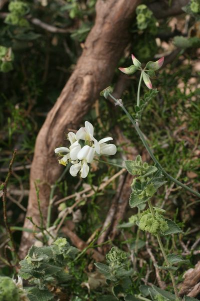 Coronilla viminalis, photographed by Oleg Kosterin