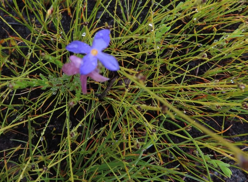 Gnidia penicillata, photographed by linkie