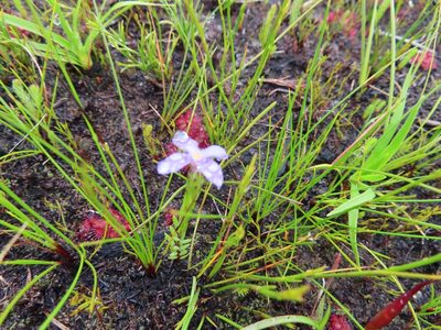 Gnidia penicillata, photographed by linkie