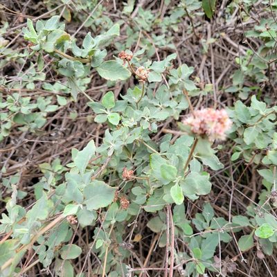 Eriogonum cinereum, photographed by Dan Horowitz