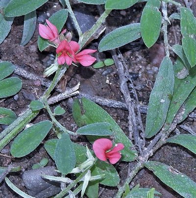 Indigofera asperifolia, photographed by Hugo Hulsberg