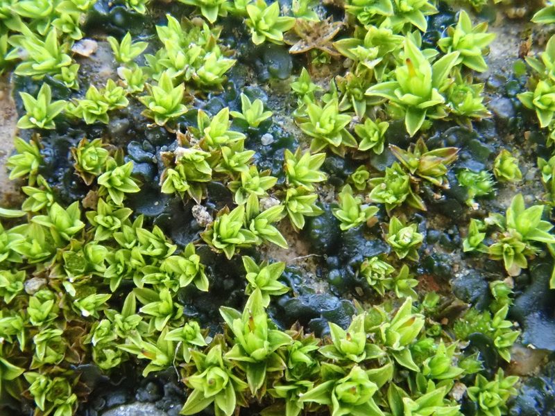 Tortula atrovirens, photographed by Christian Berg