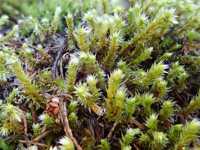 Hedwigia emodica, photographed by Christian Berg