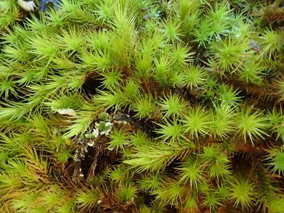 Anacolia webbii, photographed by Christian Berg