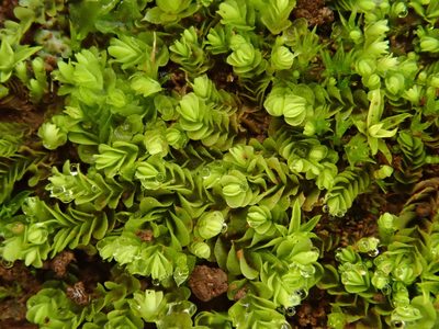 Gongylanthus ericetorum, photographed by Christian Berg