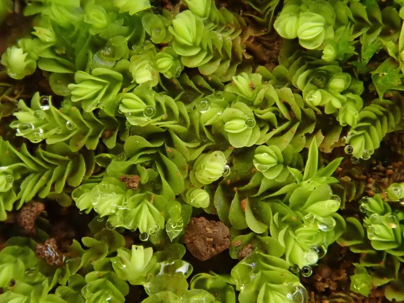 Gongylanthus ericetorum, photographed by Christian Berg