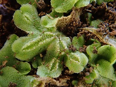 Corsinia coriandrina, photographed by Christian Berg