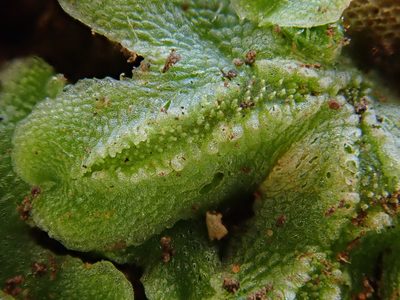 Corsinia coriandrina, photographed by Christian Berg