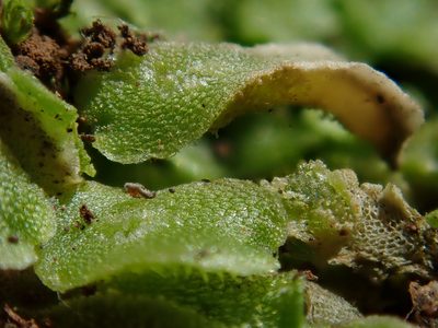 Corsinia coriandrina, photographed by Christian Berg