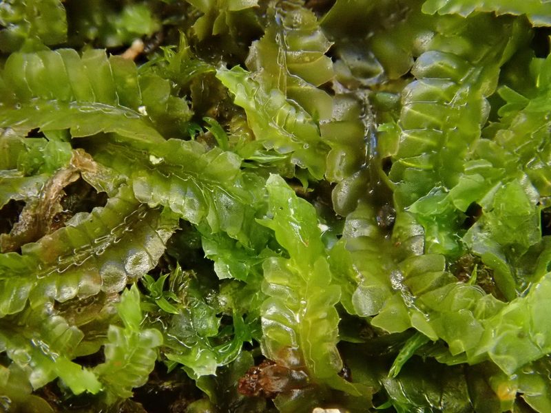 Heteroscyphus denticulatus, photographed by Christian Berg