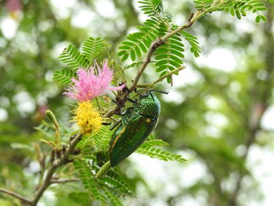 Dichrostachys cinerea, photographed by Hopeland