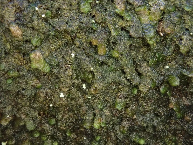 Marchesinia mackaii, photographed by Christian Berg