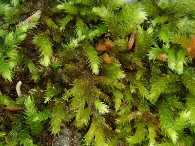 Plasteurhynchium meridionale, photographed by Christian Berg