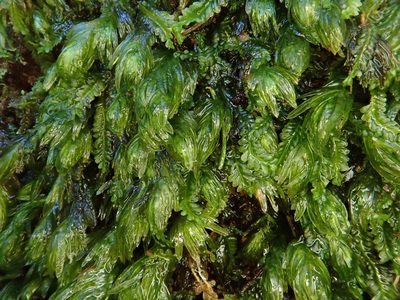 Fissidens serrulatus, photographed by Christian Berg